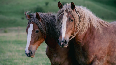 cai horse