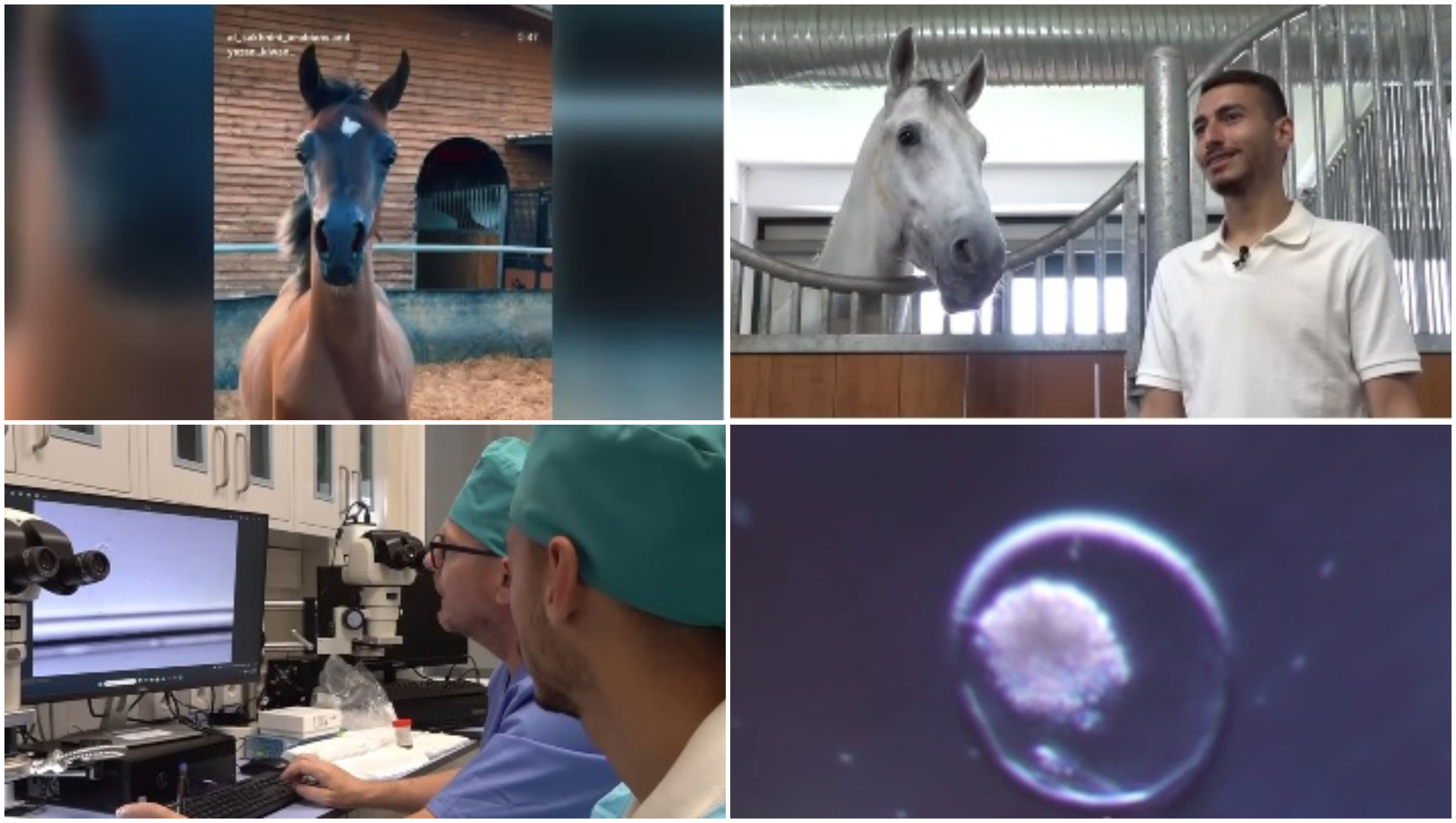 Fertilizare în vivo și mame surogat pentru a obține cai pursânge arabi. Tehnica studiată la Iași este aplicată cu succes în Israel