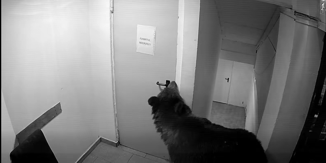 Panică în Poiana Brașov: un urs a intrat într-un hotel. „La 112 i s-a spus că nu este o urgență”