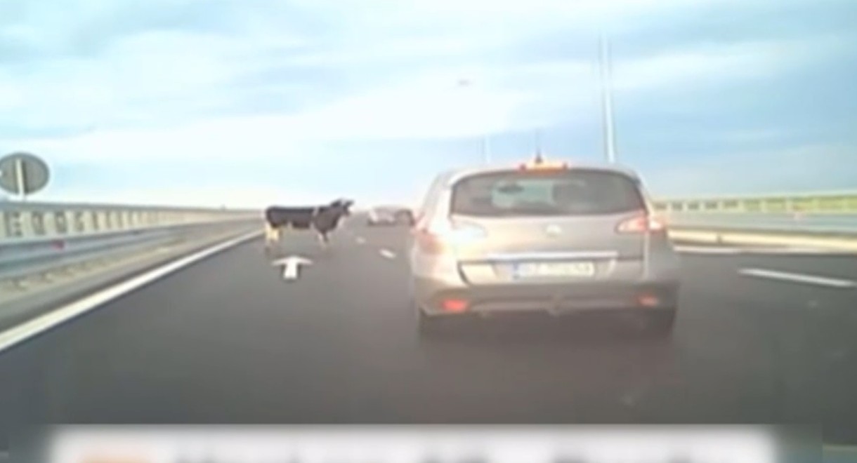 Pericol de accident pe Autostrada A7, după ce 4 vaci au căzut dintr-o mașină aflată în mers