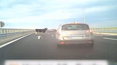 vaca