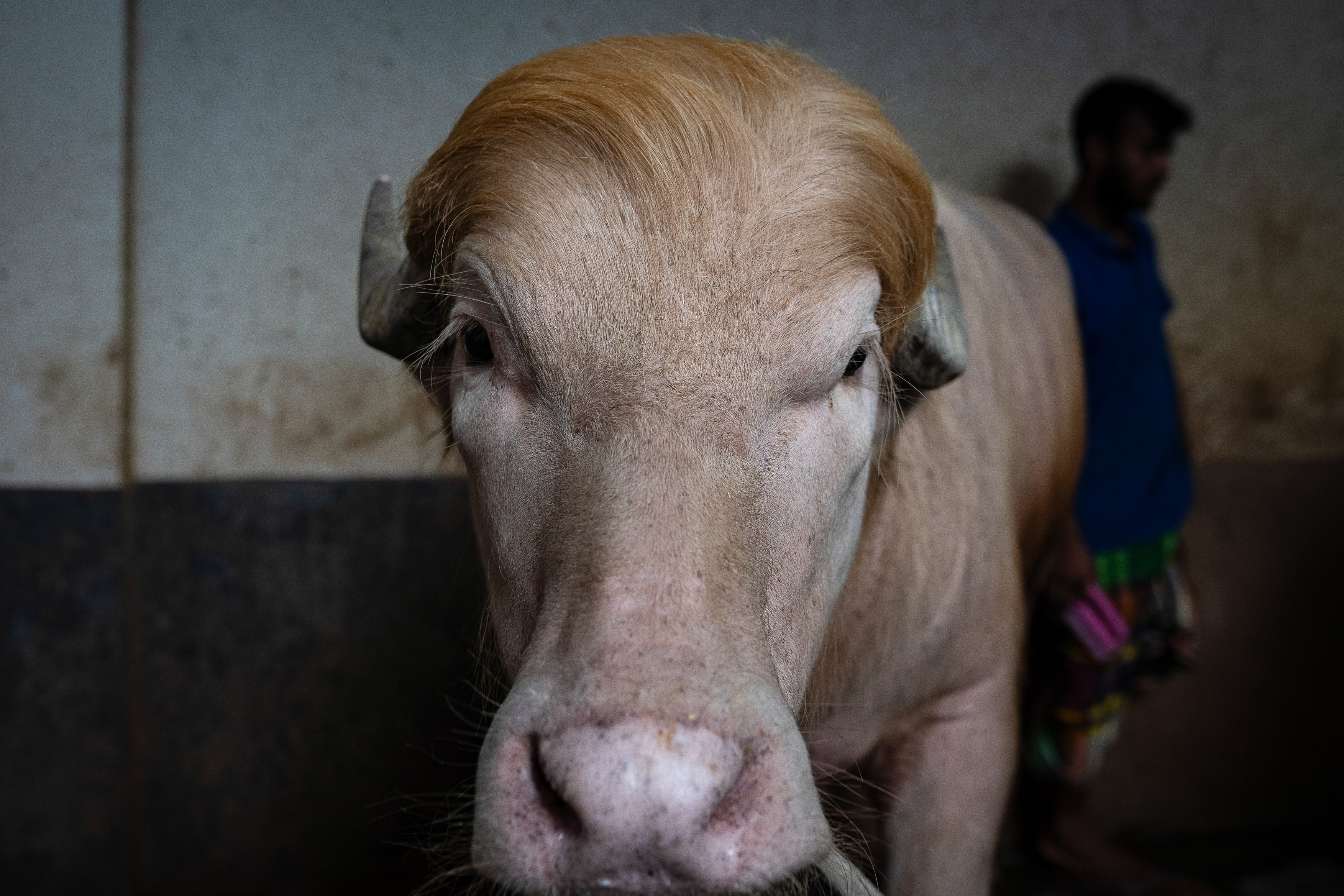 Bivolul albinos „Donald Trump”, devenit o vedetă în Bangladesh, va fi cruţat şi trimis la o grădină zoologică
