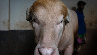 Trump-Like Hair Buffalo Draws Attention at Eid Cattle Market in Dhaka, Bangladesh - 18 May 2026
