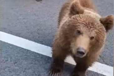 Urs văzut pe Bulevardul Ferdinand din Sinaia. A fost emis mesaj RO-ALERT