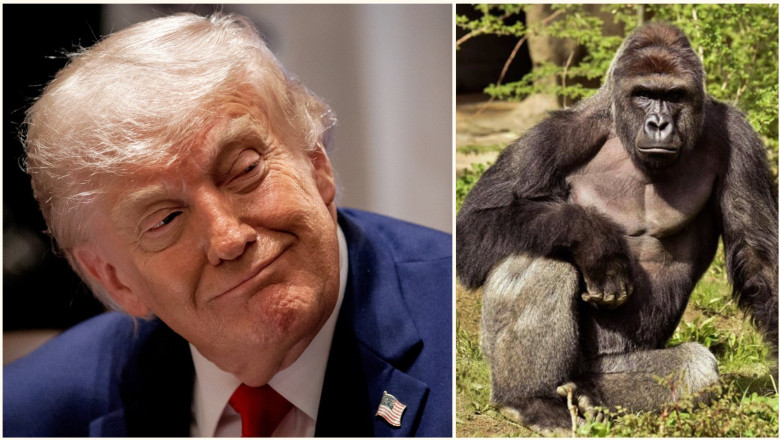 gorila cu trump