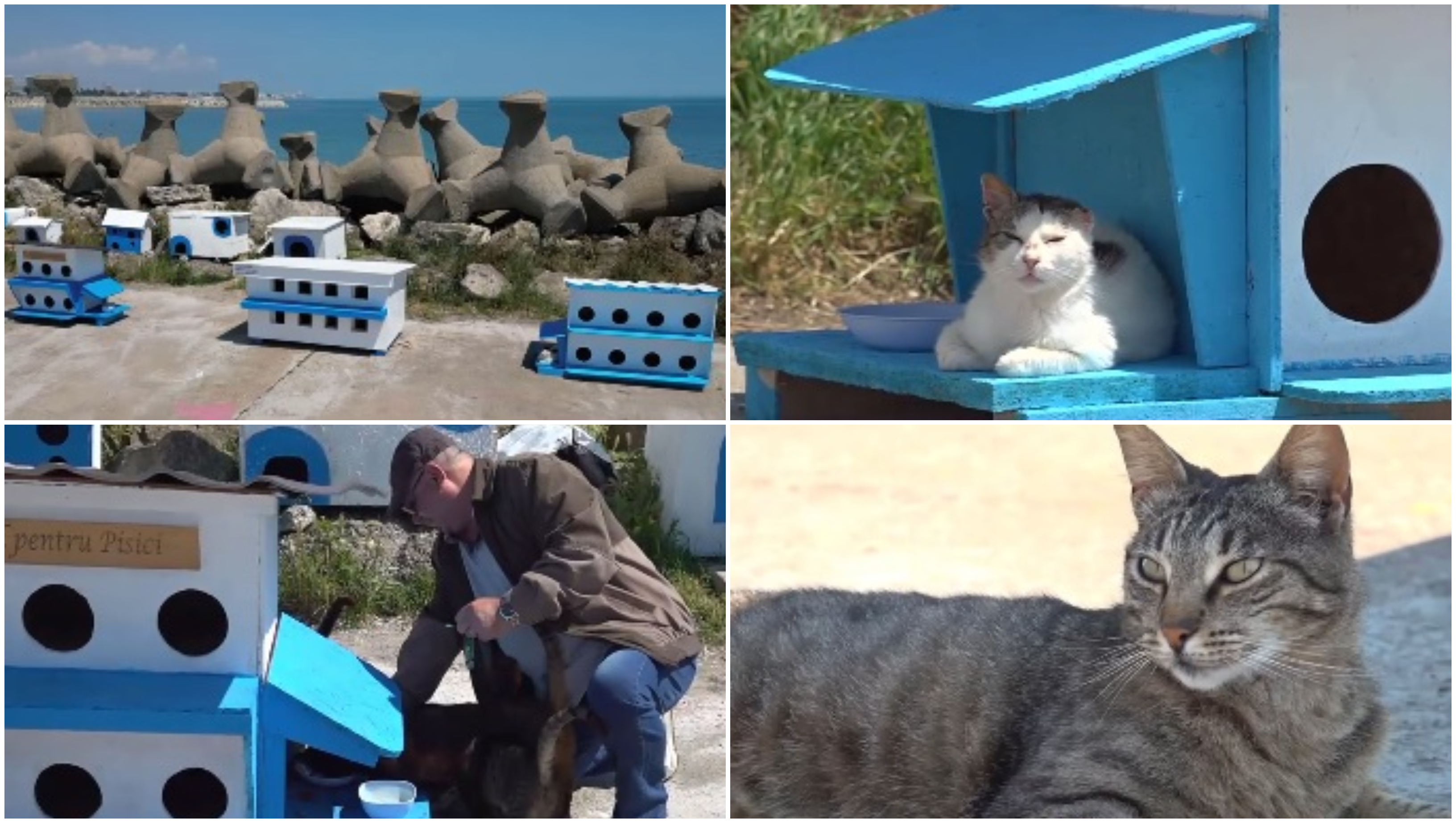 Faleza pisicilor, noua atracție turistică pe litoral. Stațiunea de la malul mării, unde felinele abandonate au propria lor comunitate