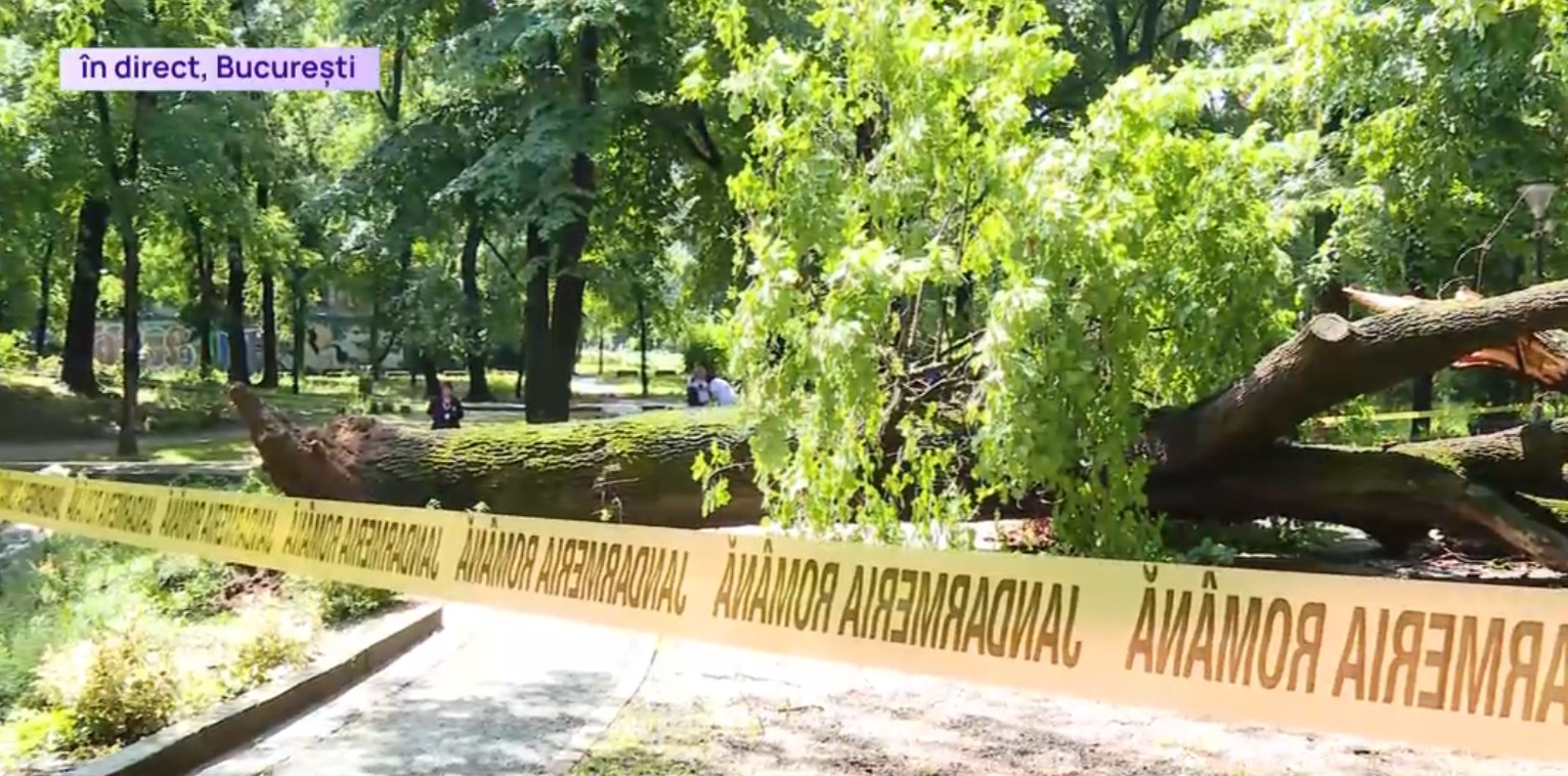Un copac uriaș s-a prăbușit într-un parc din centrul Bucureștiului, peste o alee tranzitată zilnic de sute de oameni