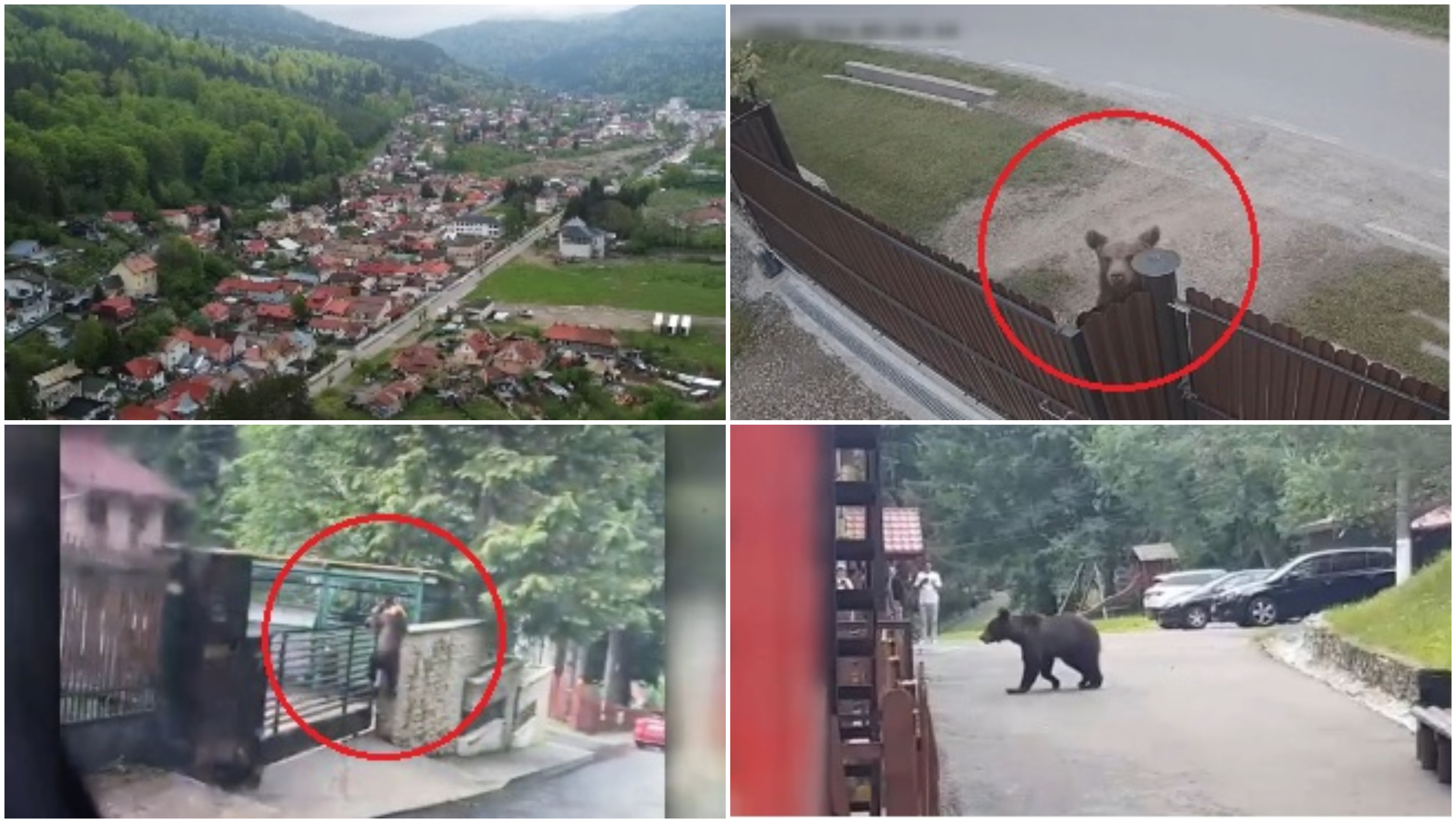 „Ți-e frică să mai ieși din casă”. Orașul în care urșii se plimbă pe străzi ca în pădure. Ce fac autoritățile
