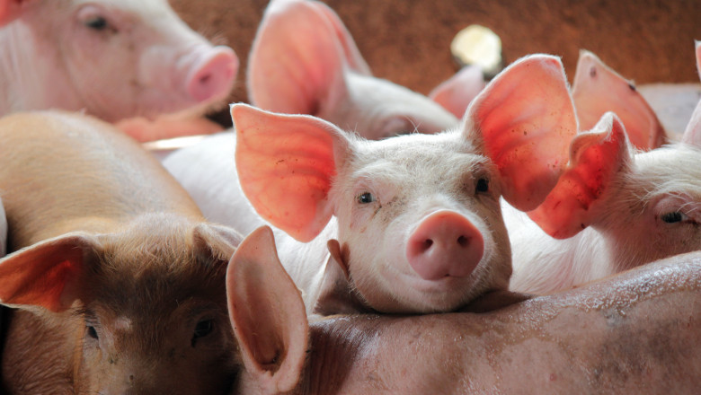 porci la ferma