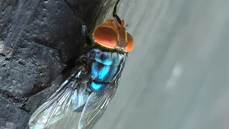 Musca viermilor