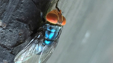 Musca viermilor