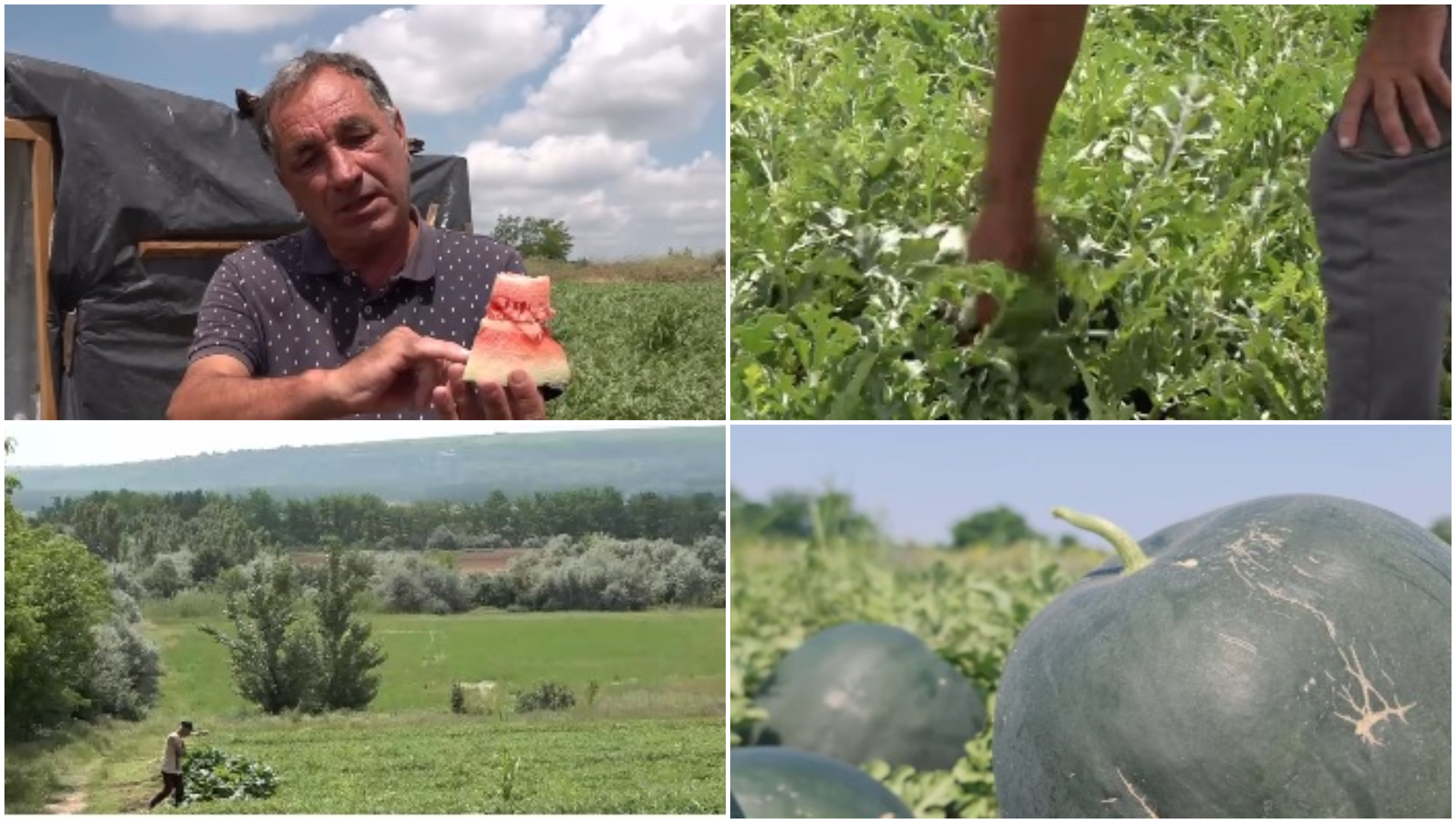 Vremea capricioasă din ultimele săptămâni întârzie producția de pepeni românești. Când ar putea apărea în piețe