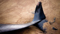 Dead Dolphin on the beach at Saltwick Bay North Yorkshire England