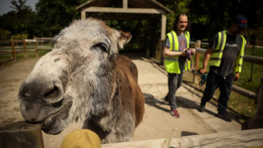 France Donkey Therapy