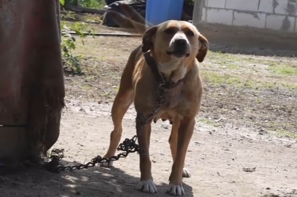 Noi reguli pentru protecția câinilor: O lege ar putea să-i scape de lanțuri. Ce prevede și la cât se ridică amenzile