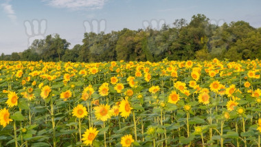 floarea soarelui