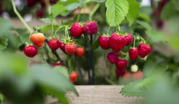 Atenție la ce cumpărați: Care sunt cele mai contaminate fructe cu pesticide
