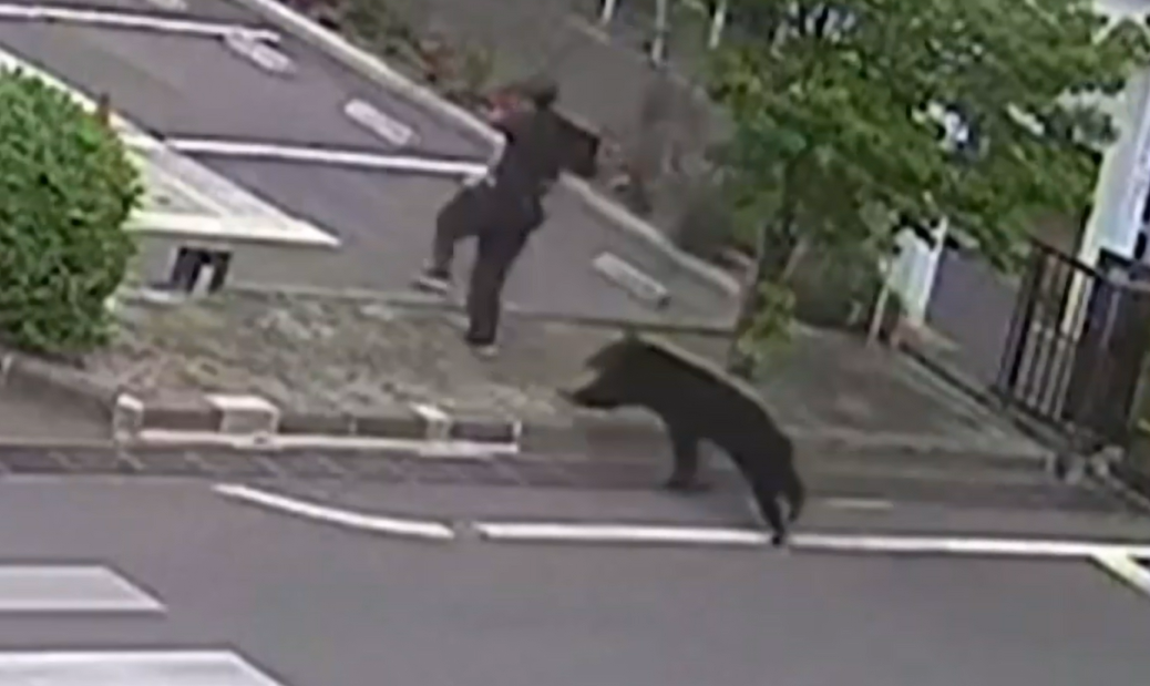 Un urs a rănit patru oameni în Japonia: unul dintre atacuri a fost filmat de camerele de supraveghere ale unei fabrici