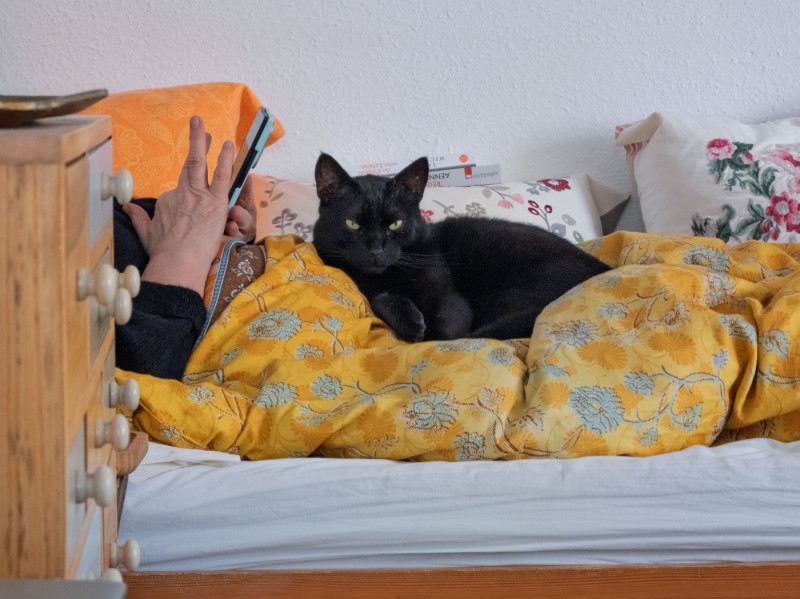 Black cat in bed