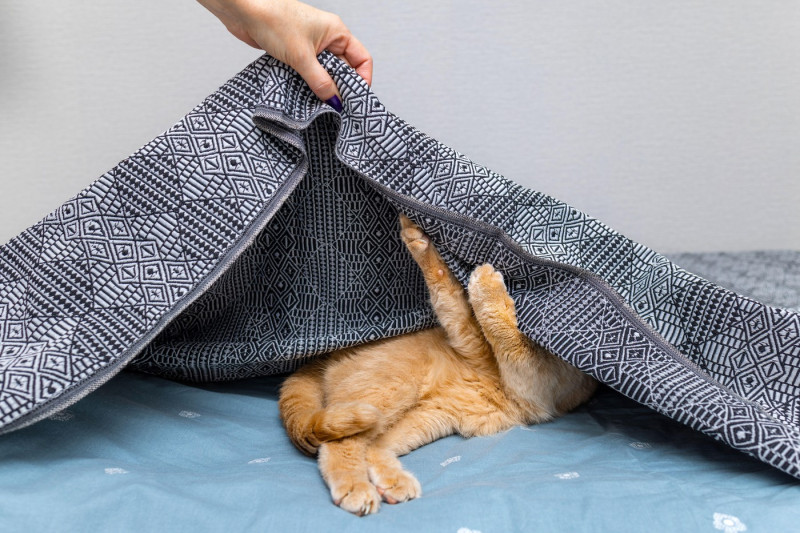 a ginger cat hiding under the blanket on the bed. cat under the blanket. a man found a hidden cat