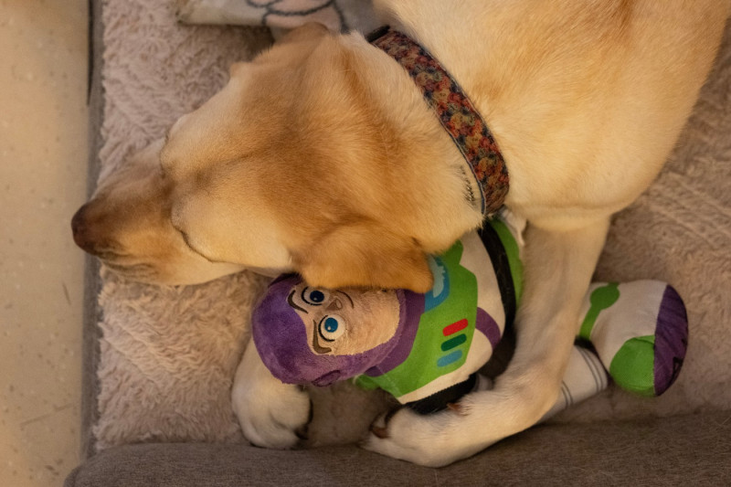 Children's Hospitals Dogs
