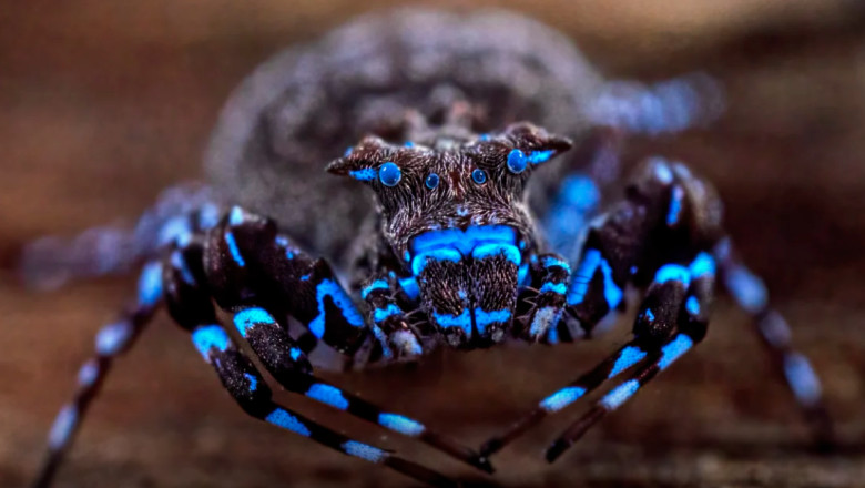 paianjen fluorescent specii insecte