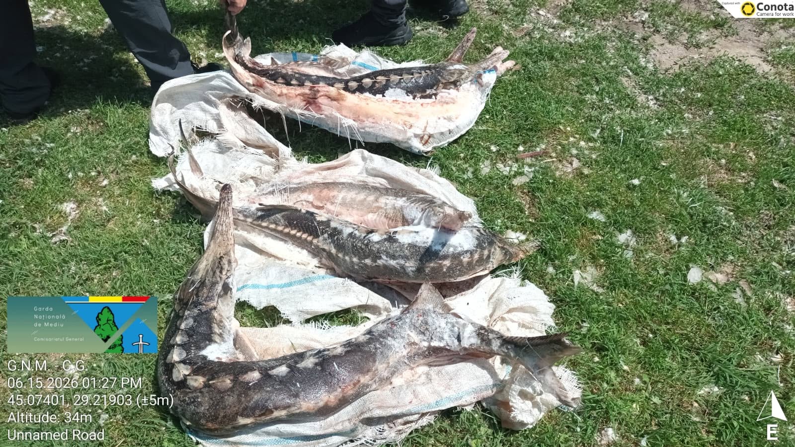 Controale în Delta Dunării: sturioni descoperiți într-o ladă frigorifică, deversări ilegale în Dunăre și amenzi de 230.000 de lei
