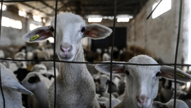 po capre miei ovine caprine