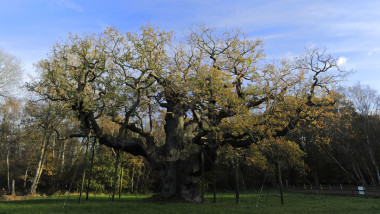 stejarul lui robin hood - major oak