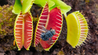 The carnivorous plant Venus fly trap Dionaea muscipula with trapped fly
