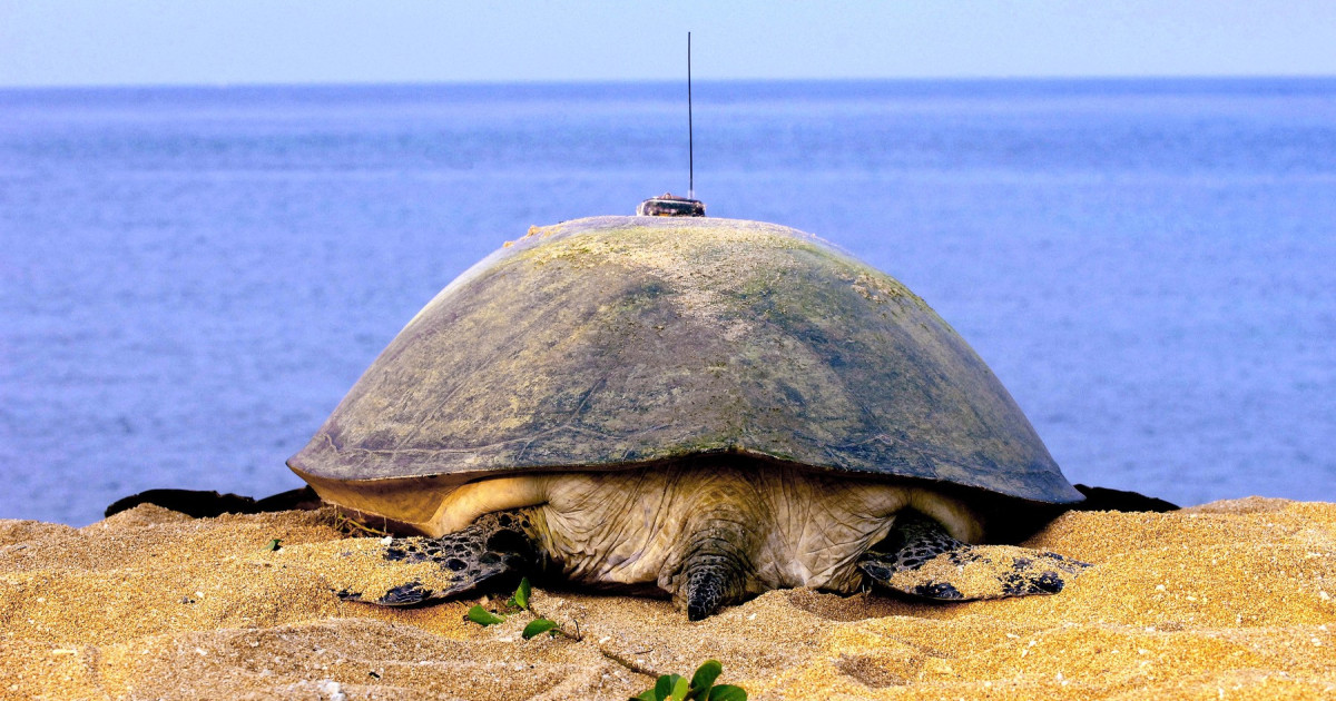 China acuză spionaj cu animale marine