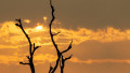 El Nino weather phenomenon cause drought in southeast asia.