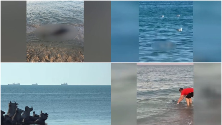 delfini morti litoral