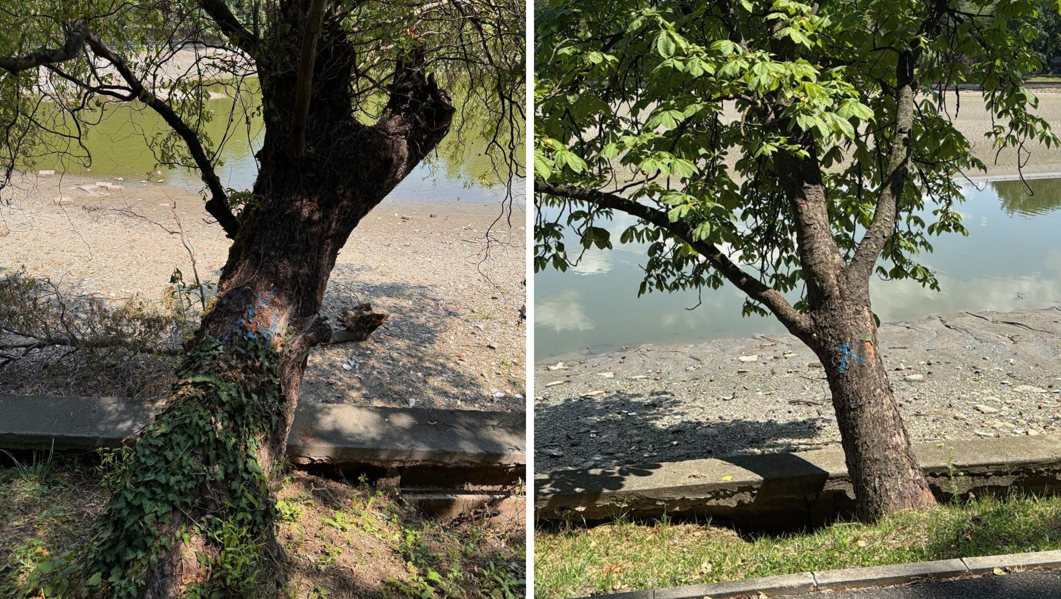 Peste 100 de arbori de pe malul lacului Herăstrău vor fi defrişaţi, anunță Primăria Capitalei