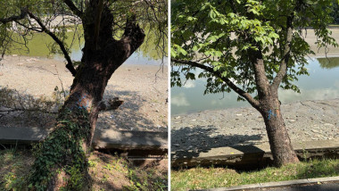 arbori de pe malul lacului herastrau