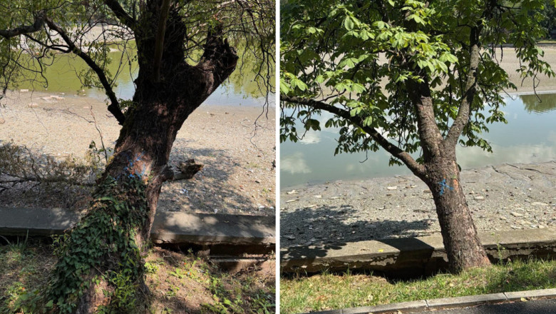 arbori de pe malul lacului herastrau