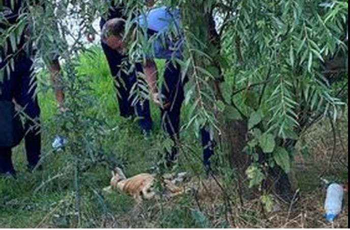 Un bărbat din Prahova a fost reţinut sub acuzaţia că a ucis un câine. Ancheta poliţiei, deschisă la insistențele societății civile