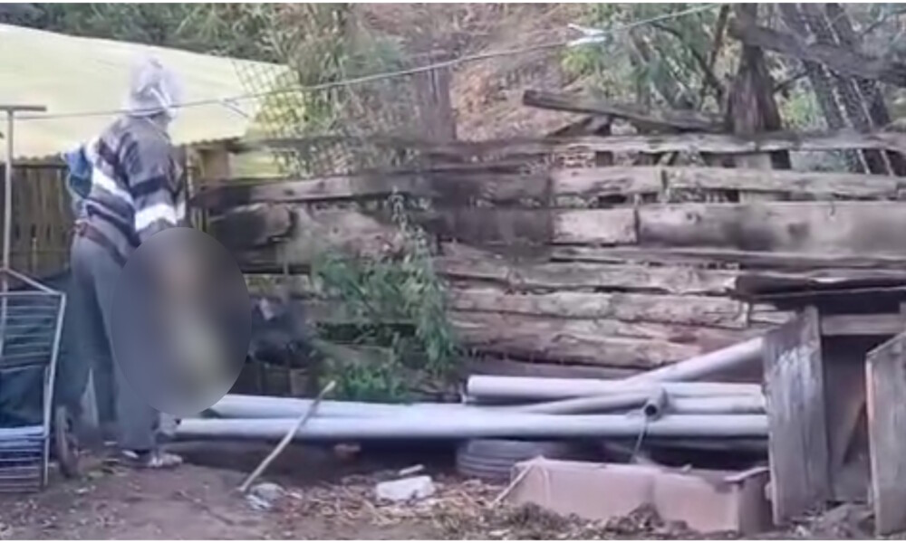 Un bărbat de 78 de ani din Alba, cercetat penal după ce a omorât o pisică în bătaie și a aruncat-o peste gard
