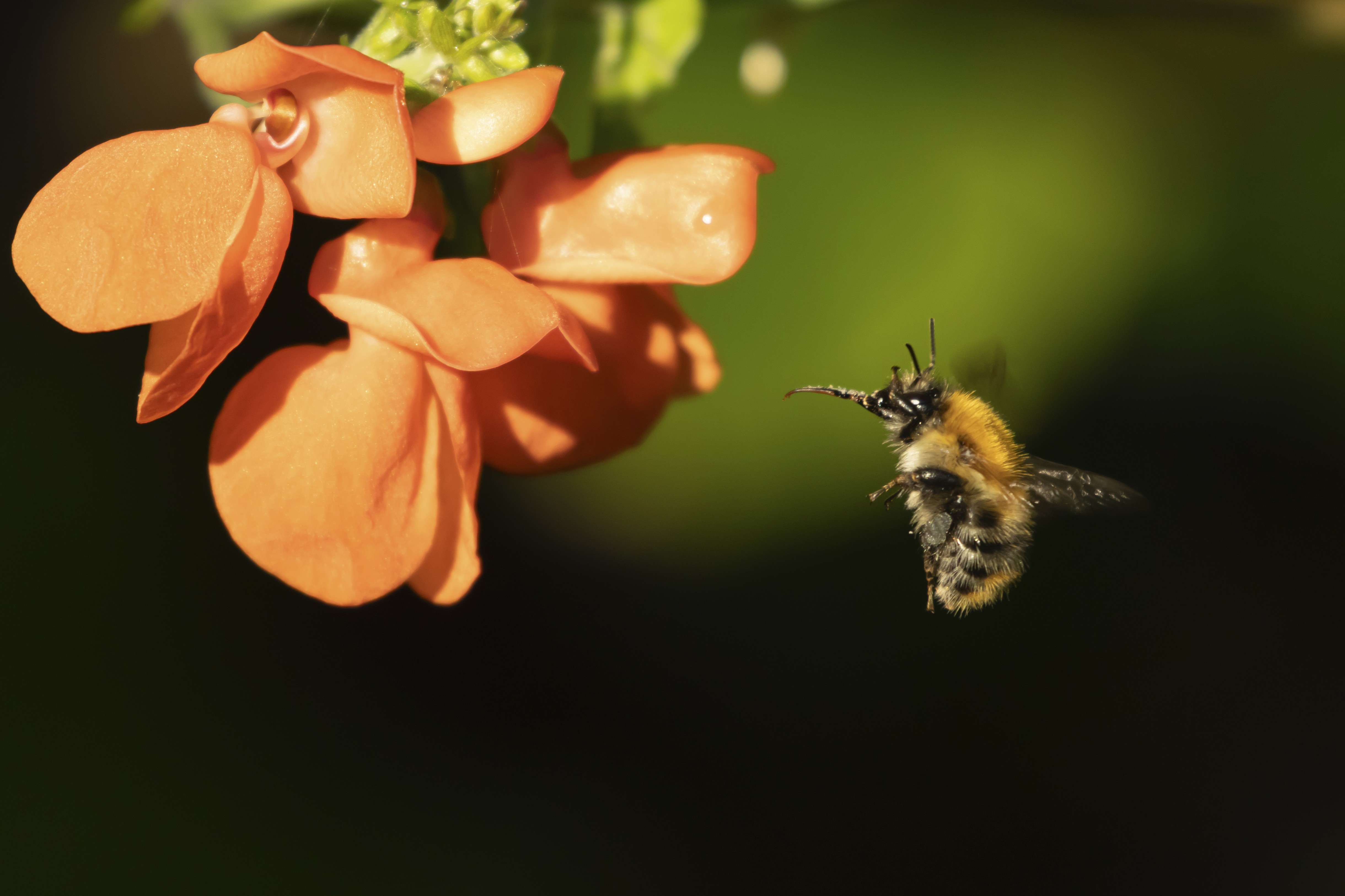 Insectele ascunse ale Pământului. Cercetătorii estimează că ar putea exista 20 de milioane de specii, triplu față de ceea ce se credea