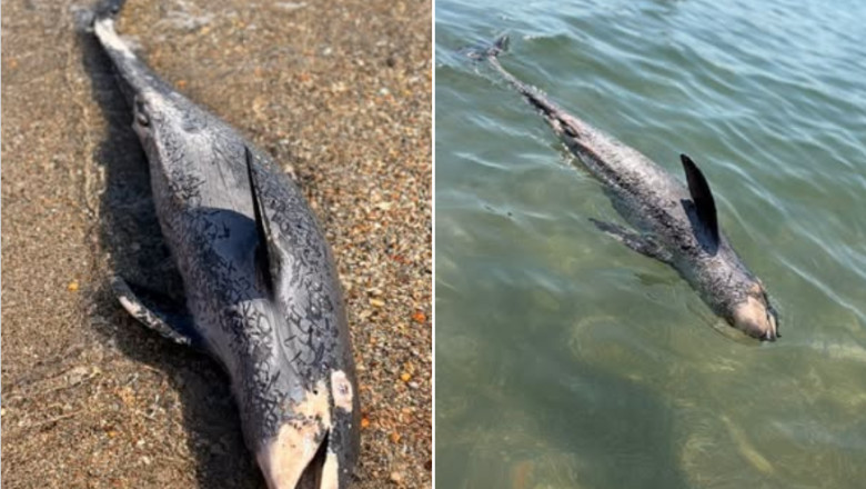 marsuin delfin
