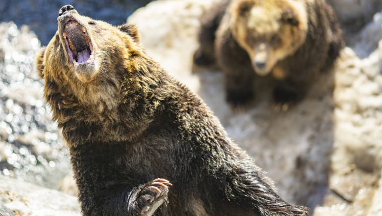Close up shot brown bears in the wild