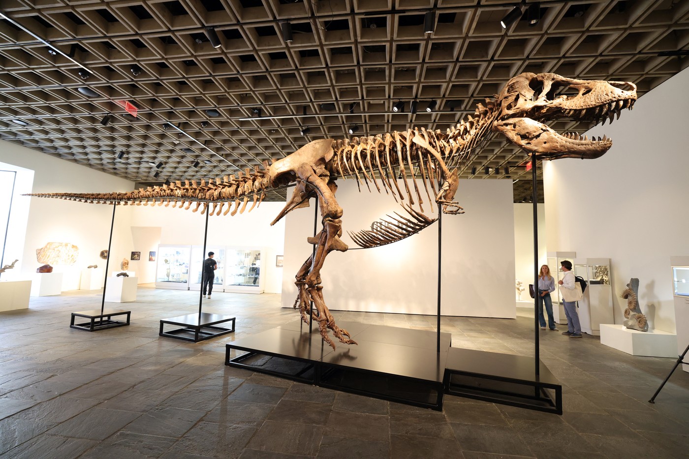 Cel mai scump dinozaur: Scheletul unui T-Rex a fost vândut cu 50 de milioane de dolari la New York, un preţ-record