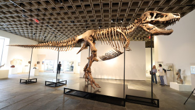 schelet t rex