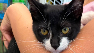 Beltsville Community Cats