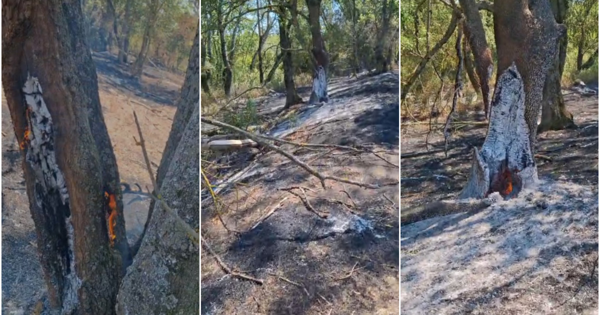 Flăcări ascunse sub pământ, copaci care iau foc din senin. Cum a devenit Lunca Mureșului scena unui fenomen care îi sperie pe localnici