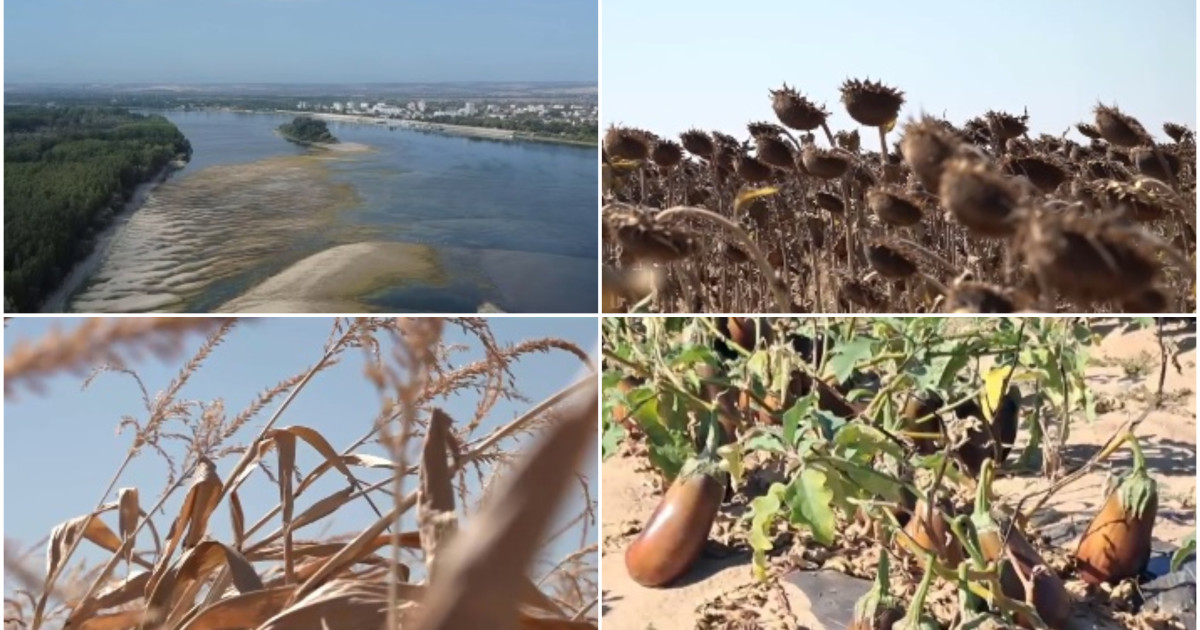 Dezastru agricol în sudul României: seceta și Dunărea secată lasă fermierii fără recoltă și fără bani. „Nu se mai poate face nimic”