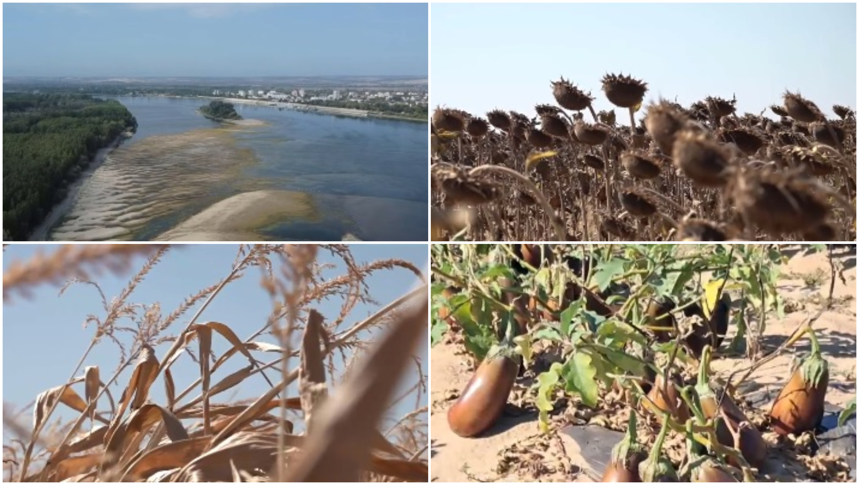 Dezastru agricol în sudul României: seceta și Dunărea secată lasă fermierii fără recoltă și fără bani. „Nu se mai poate face nimic”