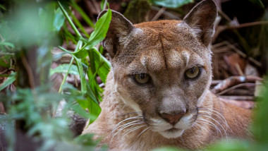 puma in padure