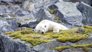 SUNBATHING ANIMALS GALLERY 2022