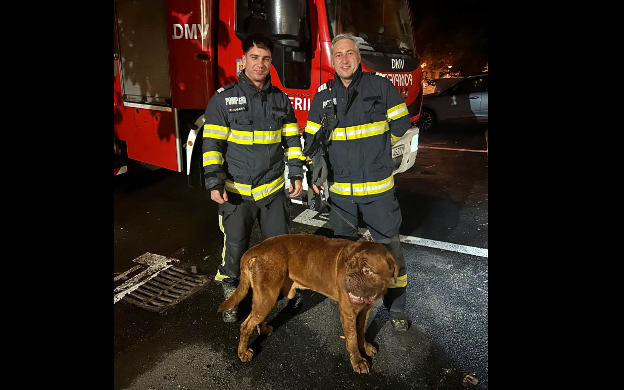 „Choco vă mulțumește”. Misiune neobișnuită pentru pompieri: cum au salvat un „cățeluș” de 65 de kilograme